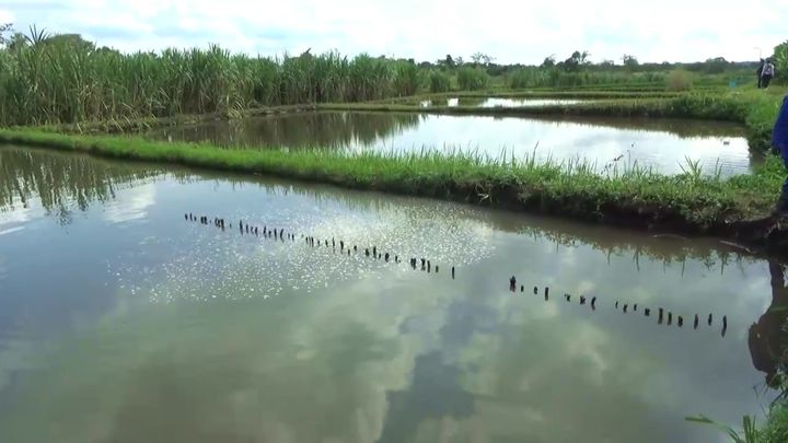 Journée Nationale du Poisson, le Haut-Katanga s’emploie à structurer la filière poisson